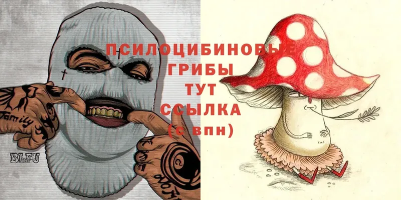 Галлюциногенные грибы Psilocybine cubensis  Власиха 